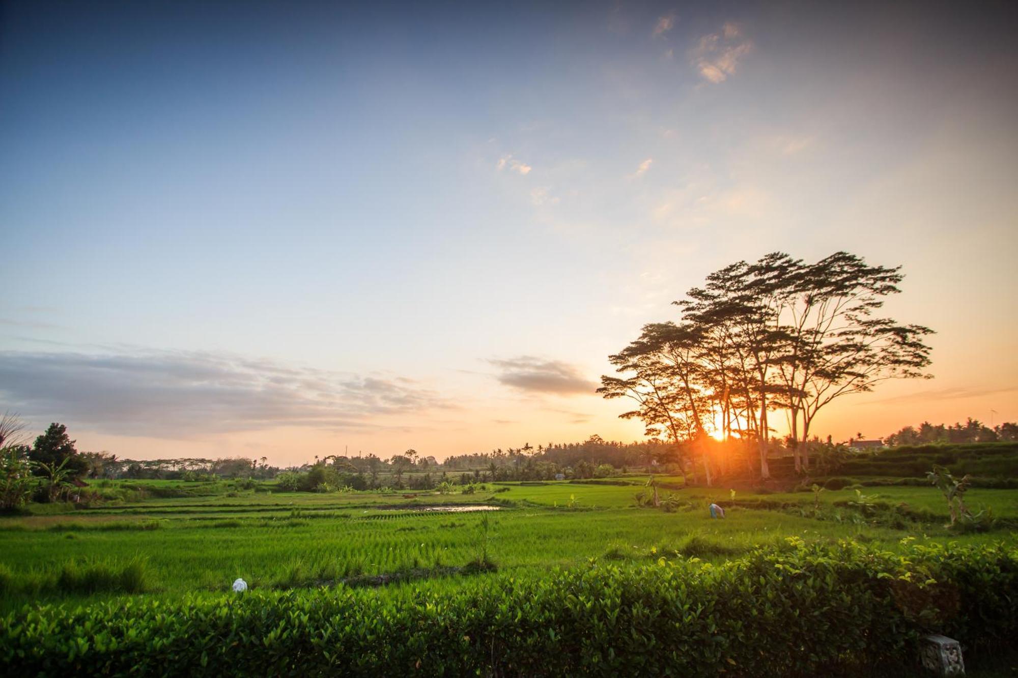 Griya Kcb Villa Ubud Eksteriør billede